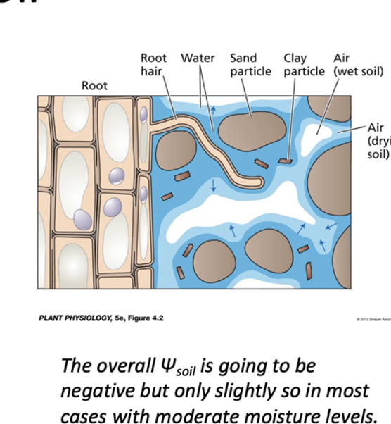<p>Pressure potential is greatly impacted by the surface tension of the water.</p><p>The radius is impacted by soil particle size. When soil is dry, it creates a meniscus between particles that will generate some level of negative pressure that creates suction.</p><p>Water starts to flow in the wrong direction. Soil will become a sponge. This is believed to become one of the many causes of the shallow root systems of cacti.</p>