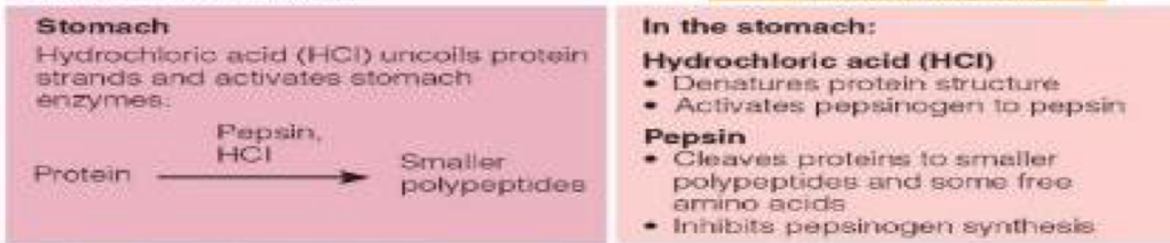 <ol><li><p>HCL, hydrochloric acid= denatures protein strands, activates pepsinogen to pepsin</p></li><li><p>Pepsin= cleaves proteins to smaller polypeptides+some free AA , inhibits pepsinogen synthesis&nbsp;</p></li></ol><p></p>