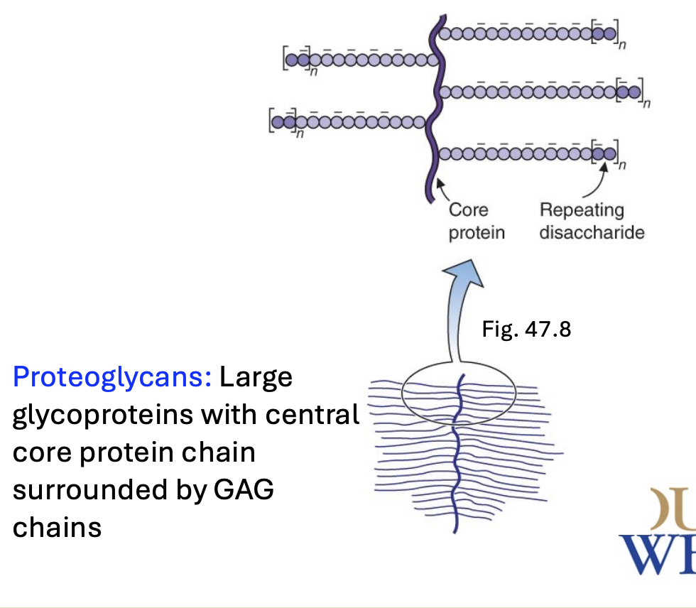<p>Glycoproteins</p><p>A core protein with GAG extensions</p>