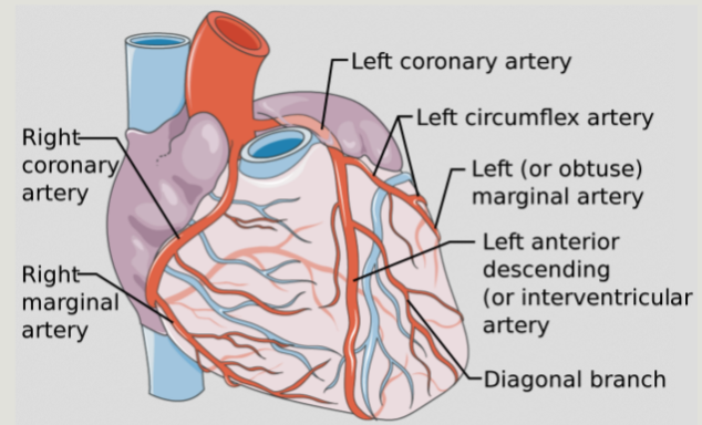 <p>Vessel that arises from right coronary cusp at sinuses of Valsalva and supplies blood to</p><ul><li><p>Atria</p></li><li><p>IAS</p></li><li><p>RV free wall</p></li><li><p>RV apex</p></li><li><p>Inferoseptal LV wall</p></li><li><p>Inferior LV wall </p></li><li><p>Posterior medial papillary muscle</p></li></ul><p></p>