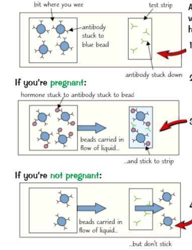 <p>How are Monoclonal antibodies used in pregnancy test (HCG, pee, antibodies, pregnant, not)</p>