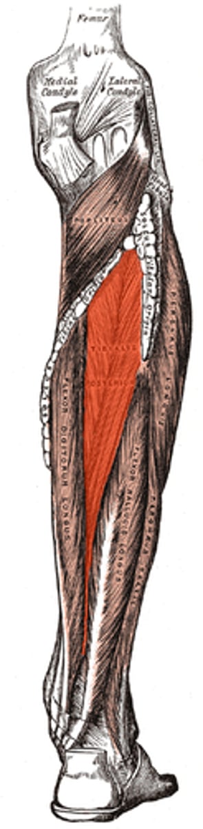 <p>-Origin Tibia and fibula</p><p>-Insertion: Navicular and medial cuneiform bone</p><p>-Nerve Tibial nerve</p><p>-Actions</p><p>=Inversion of the foot.</p><p>-Antagonist Fibularis brevis</p>