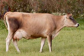 Origin: Isle of Jersey

Color: brown “fawn” with black points

The smallest of the dairy breeds

good udders, increased milk fat