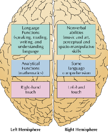 <p><span style="color: rgb(3, 0, 0);">the right side of brain controls left side of body and vice versa</span></p>