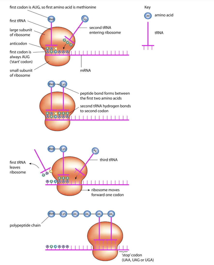 <p>Protein Synthesis</p>