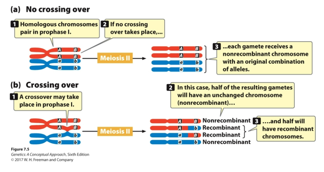 <p>If genes are <u>completely linked</u> with each other, there is <strong><em><u>no crossing over</u></em></strong><br>If genes are <u>unlinked</u>, they <strong><em><u>assort independently</u></em></strong> and <strong><em><u>crossing over occurs</u></em></strong></p><p>However, it’s important to remember that linkage is a spectrum, not a binary concept</p><p></p><ul><li><p>Independent assortment → the random orientation of homologous chromosomes during Anaphase I, which leads to different combinations of chromosomes in each gamete</p></li><li><p>Crossing over → the exchange of genetic material between homologous chromosomes, creating new combinations of alleles on a single chromosome</p><ul><li><p>Crossing over does<strong> not</strong> occur between sister chromatids! Because sister chromatids are genetically identical, there is no cellular or genetic purpose to do so</p></li></ul></li></ul><p></p>