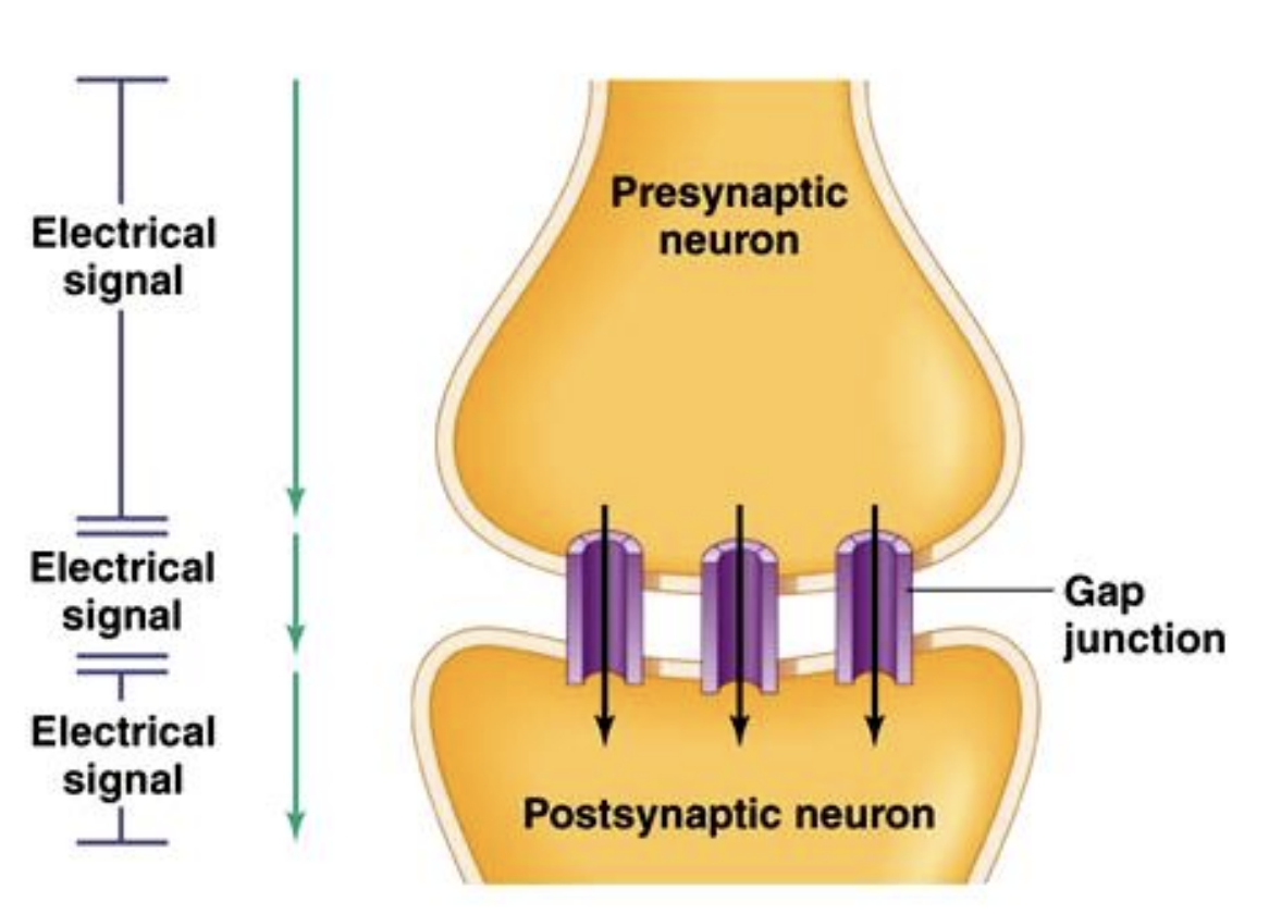 <p>Type of synapses with gap junctions which allow ions to flow from one cell to another</p>