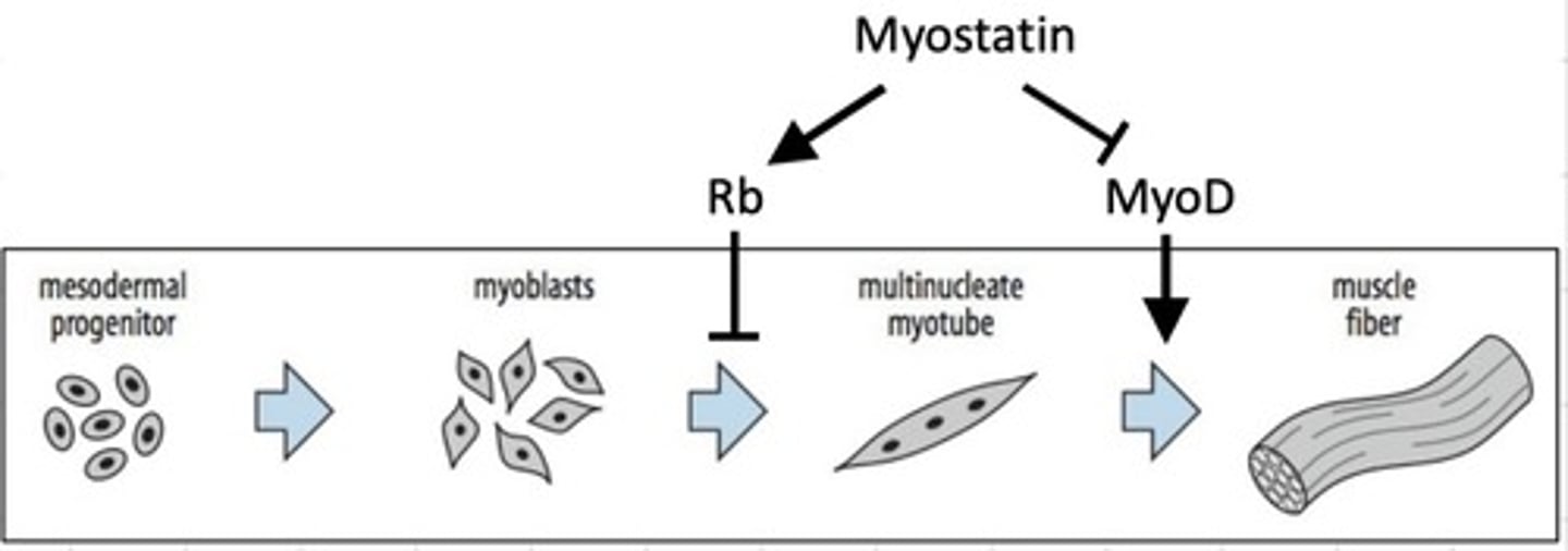 <p>Myoblast proliferation, muscle differentiation</p>