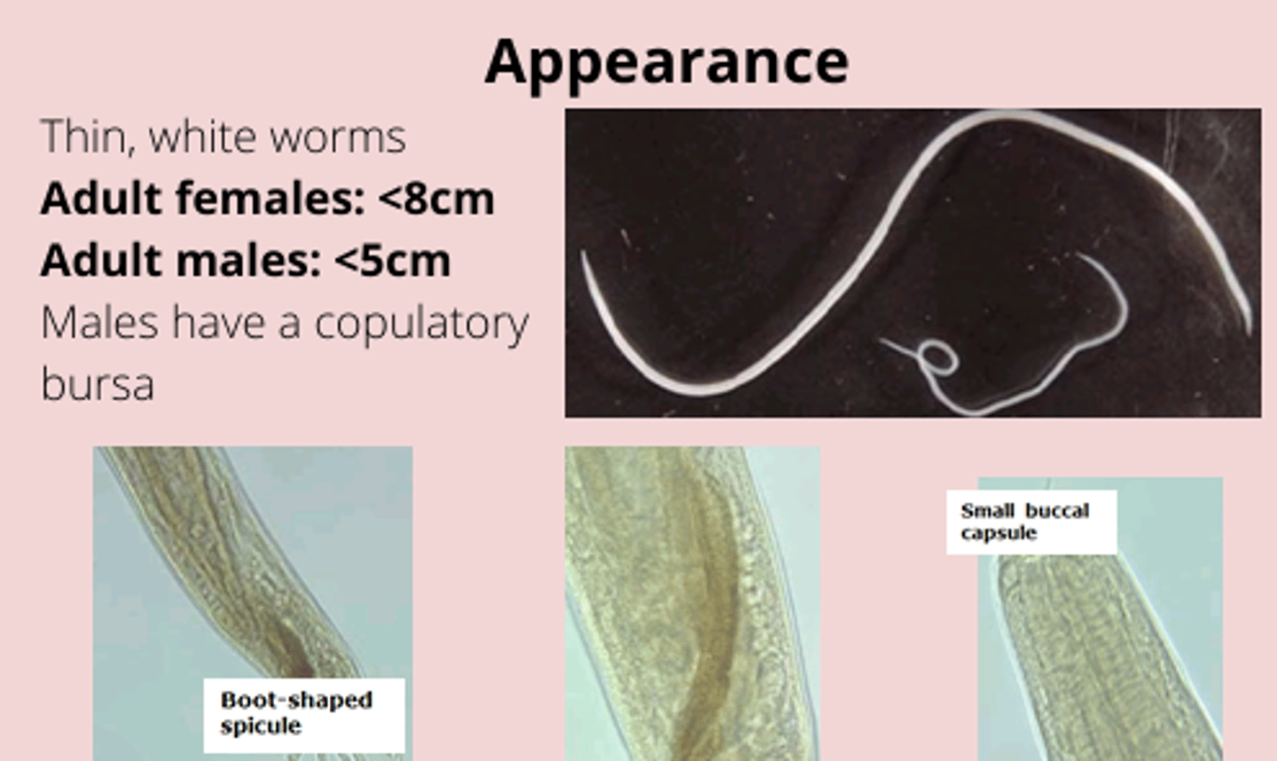 <p>- thin + white</p><p>- females = less than 10 cm, adult makes = less than 5 cm but have a copulatory bursa</p>