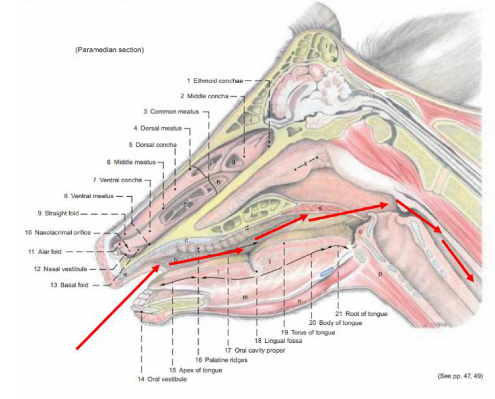<p>what route is being shown</p>