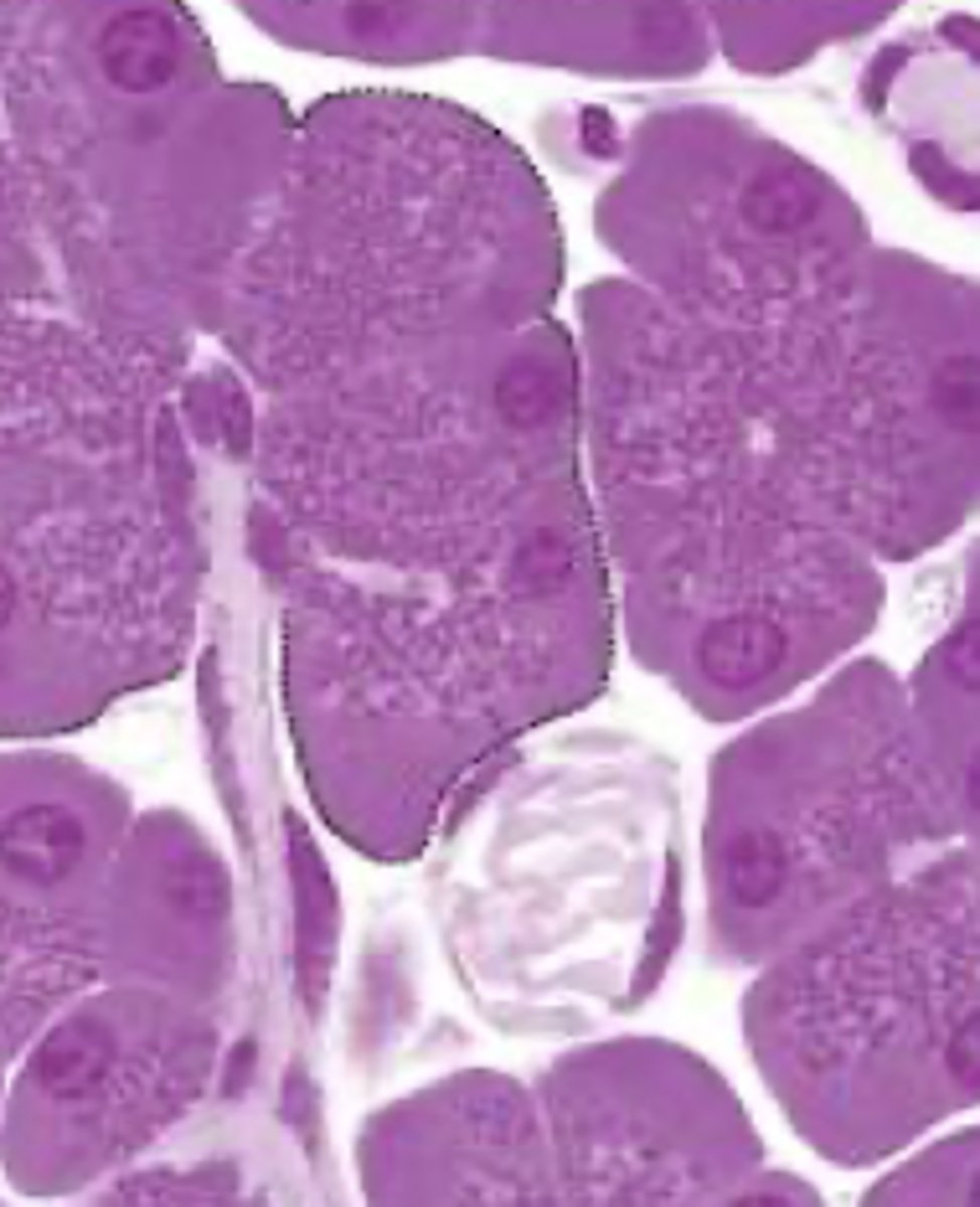 <p>what type of glands are shown</p>