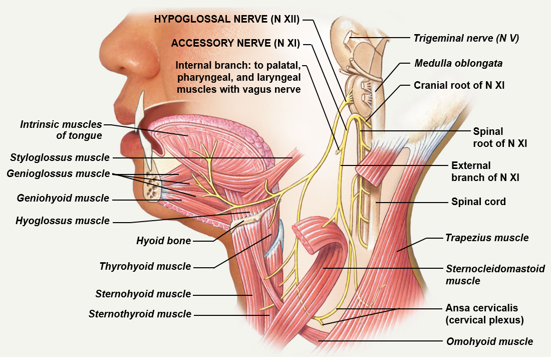<p>A motor nerve; sends and internal branches towards voluntary muscles of the palate, pharynx, and larynx; sends an external branch to the sternocleidomastoid muscle and trapezius muscle; travels through the jugular foramen</p>