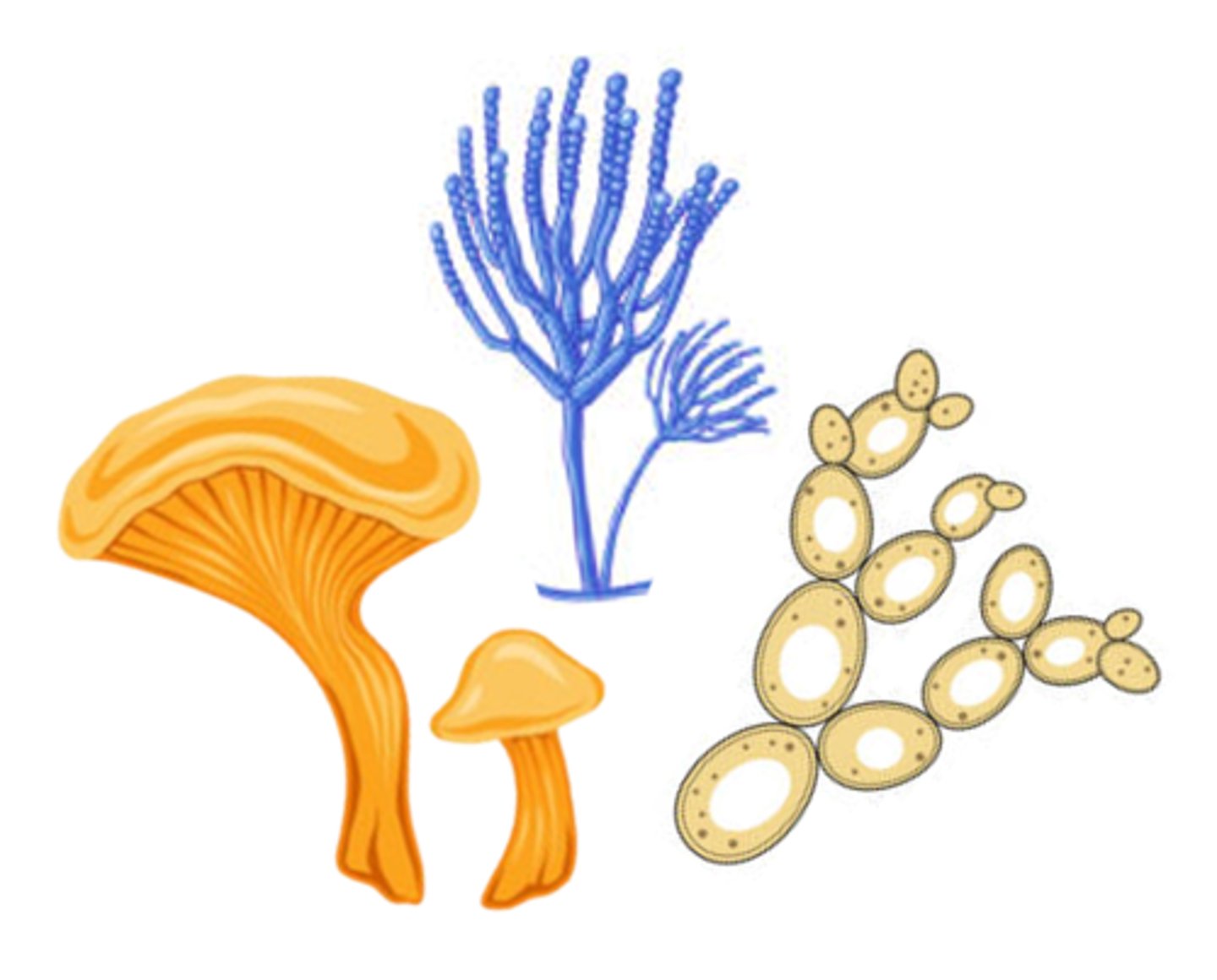 <p>plant-like organisms including molds, mushrooms, &amp; yeasts that vary in size &amp; shape &amp; feed on organic matter</p>