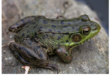 <p>green frog</p>