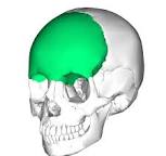 <p>name the bone</p>