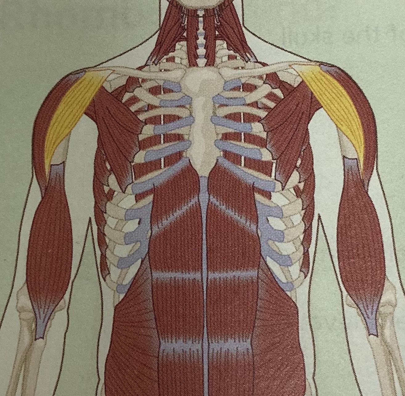 <ul><li><p>category: shoulder musculature</p></li><li><p>origin: clavicle</p></li><li><p>insertion: humerus</p></li><li><p>isolated function: concentric shoulder flexion and internal rotation</p></li><li><p>integrated function: eccentric shoulder extension and external rotation</p></li><li><p>stabilizes the shoulder girdle</p></li></ul><p></p>