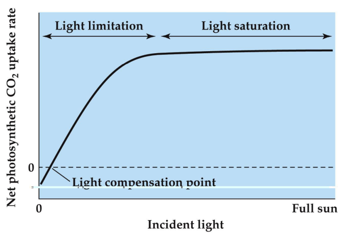 <p>Shows the influence of light levels on photosynthetic rate</p>