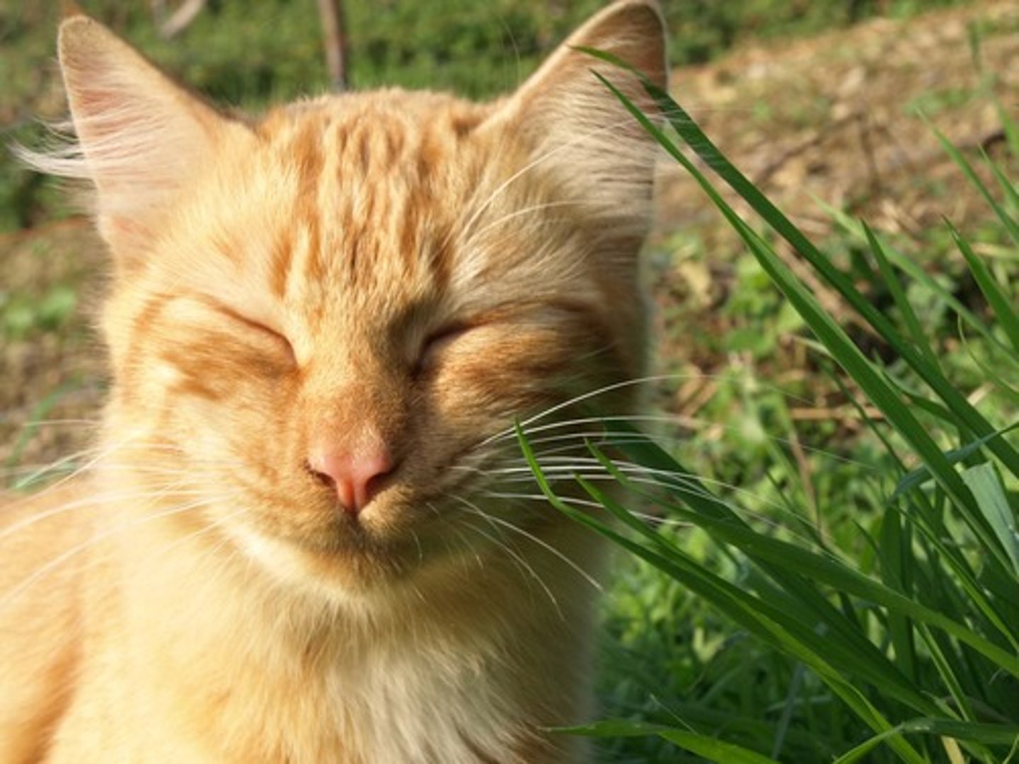 <p>cat</p>