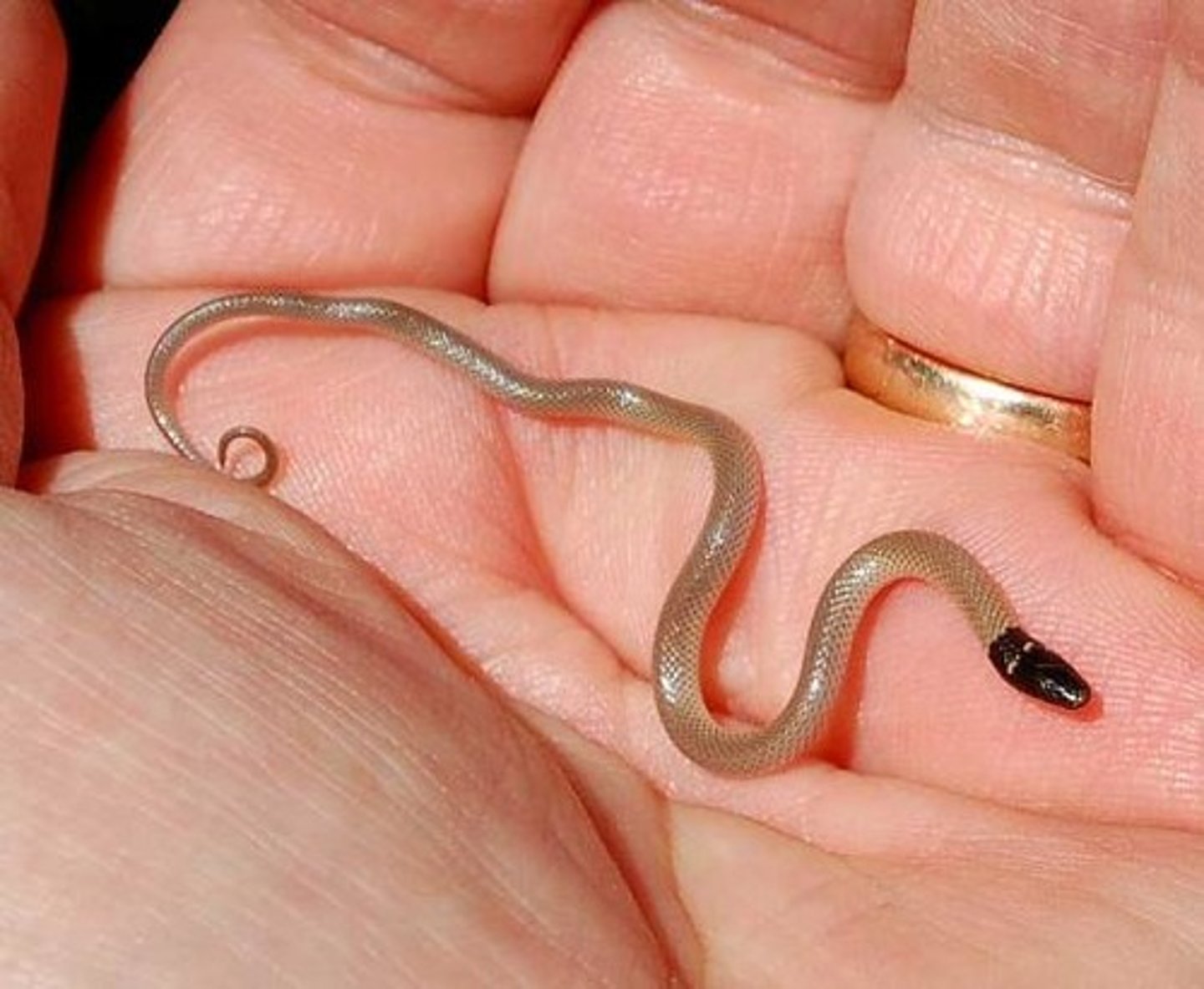 <p>Central Florida crowned snake</p>