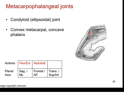 <p>condyloid (ellipsoidal) joint is the type. condyloid means knuckles</p><p>we have a convex metacarpal ( outward curvature) and a concave phalanx </p><p></p><p>flexion and extension n the sagittal and medial lateral plane. abduction (spread ur fingers) and adduction ( bring fingers closer to middle finger) in the frontal/AP plane</p><p></p><p>we can circumduction / circumduct each of the fingers as well</p>