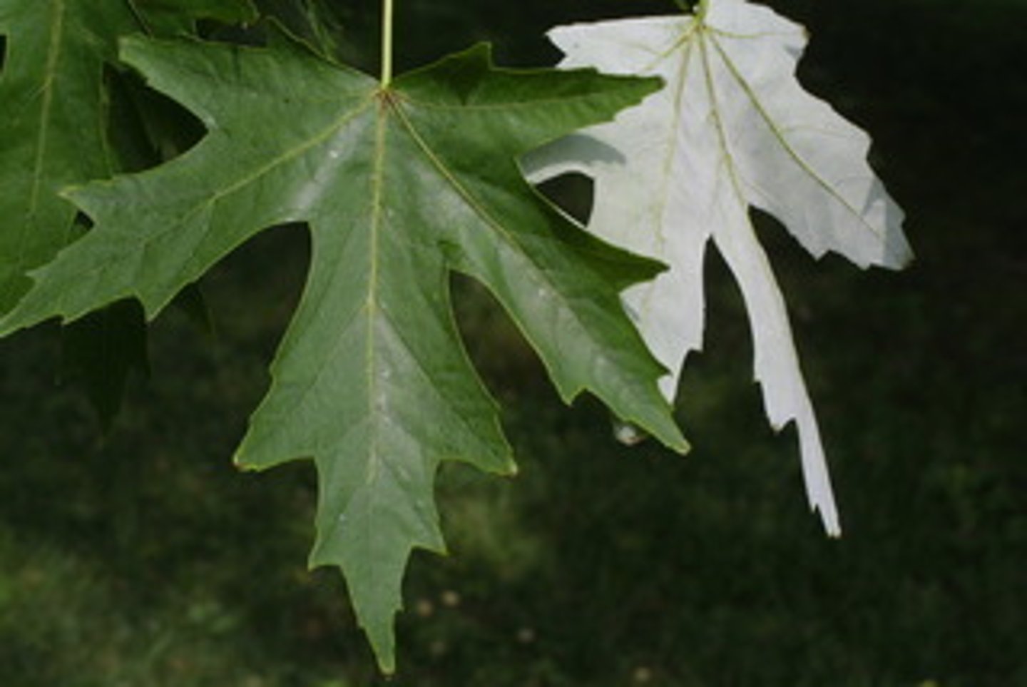 <p>Silver maple</p>