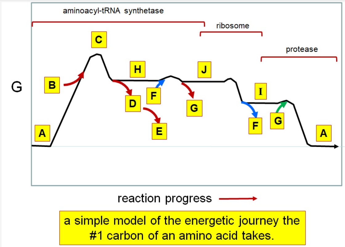 <p>What letter corresponds aminoacyl tRNA</p>