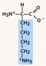 polar basic, positive charged R group
