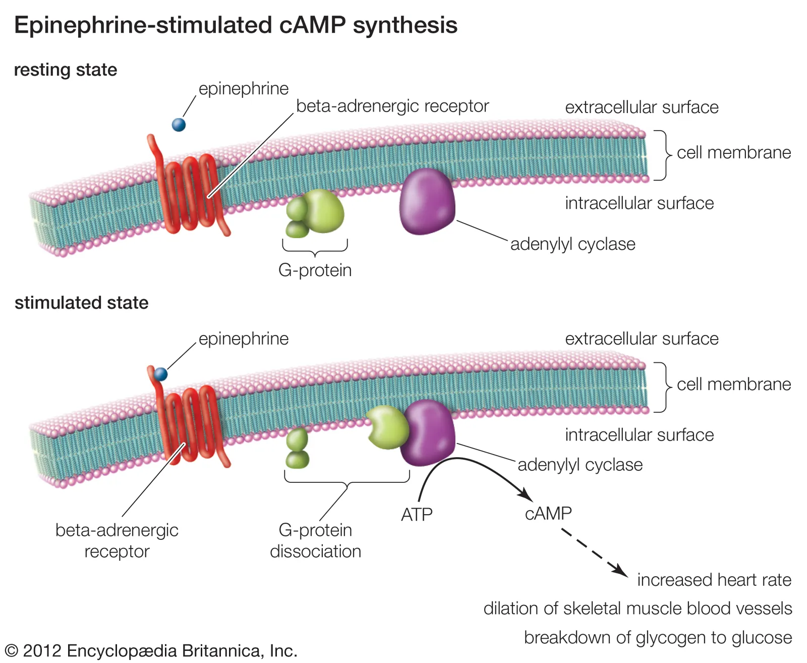 <p></p><ul><li><p></p><ul><li><p>Set up in membrane</p><ul><li><p>There is a G protein-coupled receptor that is awaiting epinephrine</p></li><li><p>There is a G protein next to the receptor</p><ul><li><p>membrane-embedding protein</p></li></ul></li><li><p>membrane-embedded enzyme called adenylyl cyclase</p></li></ul></li><li><p>reception</p><ul><li><p>Epinephrine binds to the G protein-coupled receptor</p></li><li><p>When the epinephrine binds to the receptor, it changes a different site, which makes the G protein active and interacts with the receptor</p></li><li><p>This causes the GDP to bind with GTP to make it more energy-dense</p></li><li><p>It drifts into the protein and then binds with the adenylate cycle, which then converts ATP to cyclic AMP, which is the second messenger</p></li></ul></li><li><p>Cellular response</p><ul><li><p>The cyclic AMP causes a chain of relay molecules</p></li><li><p>These are kinases that go through a phosphorylation cascade</p><ul><li><p>one kinase activating the next, activating the next</p></li><li><p>adds phosphate to each one to go to next step</p></li></ul></li></ul></li><li><p>result is signal amplification</p><ul><li><p>adenylyl cyclase activates multiple cyclic AMP which activates multiple protein kinases, and it’s just this whole long thing</p></li></ul></li></ul></li><li><p>The receptor ejects and unbinds fast</p></li><li><p></p></li></ul><p></p>