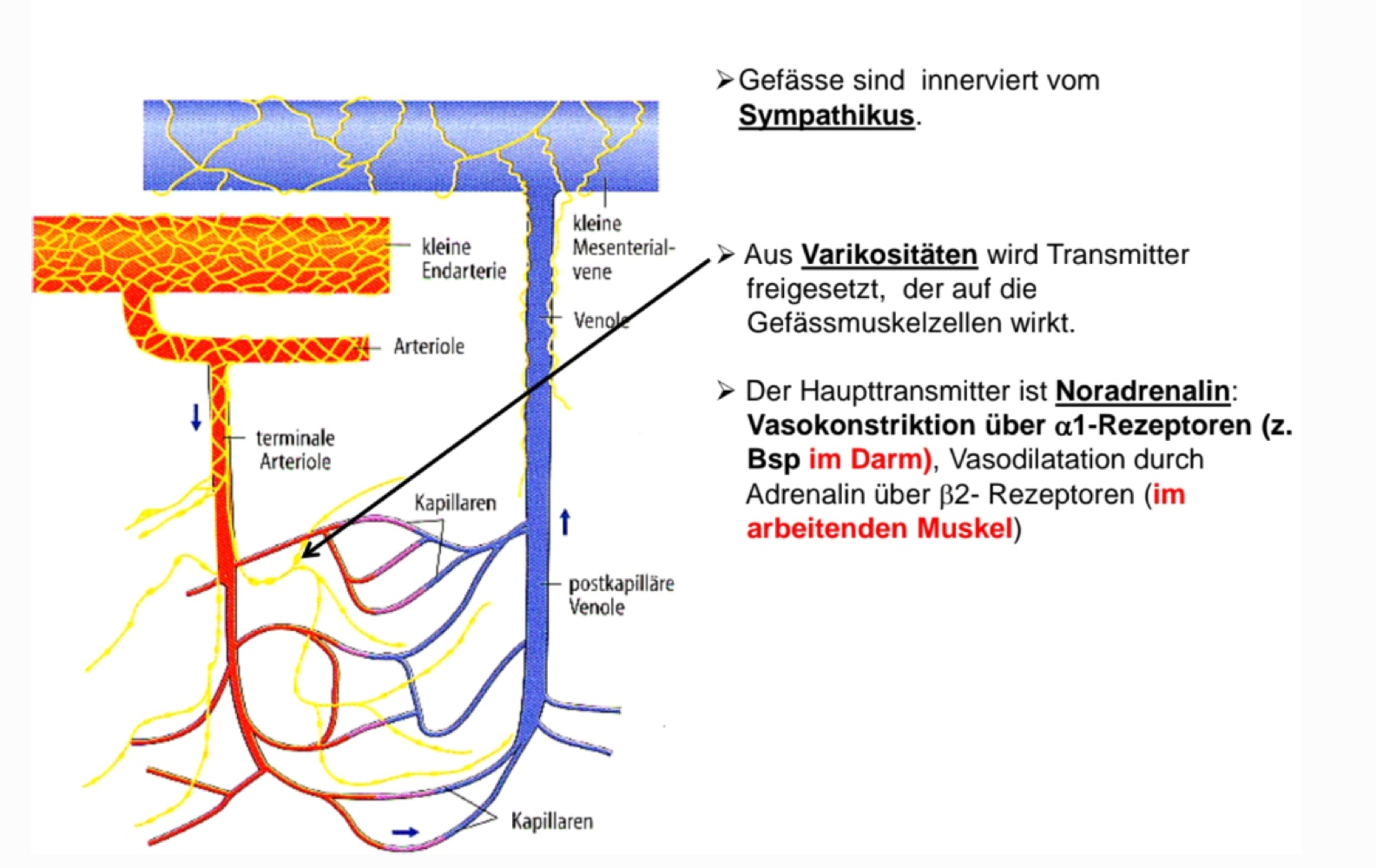 <p>Noradrenalin rilasciata dal simpatico dalle Varikositäten:</p><p>-agisce su recettori alfa-1 —&gt; vasocostrizione —&gt; nei posti dove non serve sangue! (Es nel  Darm)</p><p>-recettori beta2 —&gt; vasodilatazione —&gt; nei muscoli che lavorano!</p>