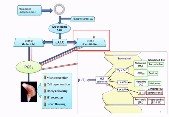 <p>triggers increase in mucus secreation, cell regeneration if there is any cell damage, and release of the bicarbonate, reduces acid secreation and increases blood flow, Cox 1 and 2 are involved&nbsp;</p>