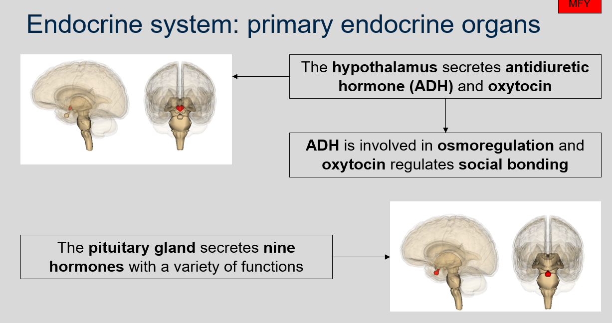 The pituitary gland secretes nine hormones with a variety of functions. These include 7 secreted by the anterior lobe which are peptide hormones. The first 4 regulate hormone production of other endocrine tissues - adrenocorticotropic hormone (ACTH), thyroid-stimulating hormone (TSH), follicle-stimulating hormone (FSH), luteinizing hormone (LH) and these three which have direct impacts on physiology and metabolism - growth hormone (GH), prolactin (PRL), melanocyte-stimulating hormone (MSH) and two secreted by the posterior lobe antidiuretic hormone (ADH) and oxytocin. 