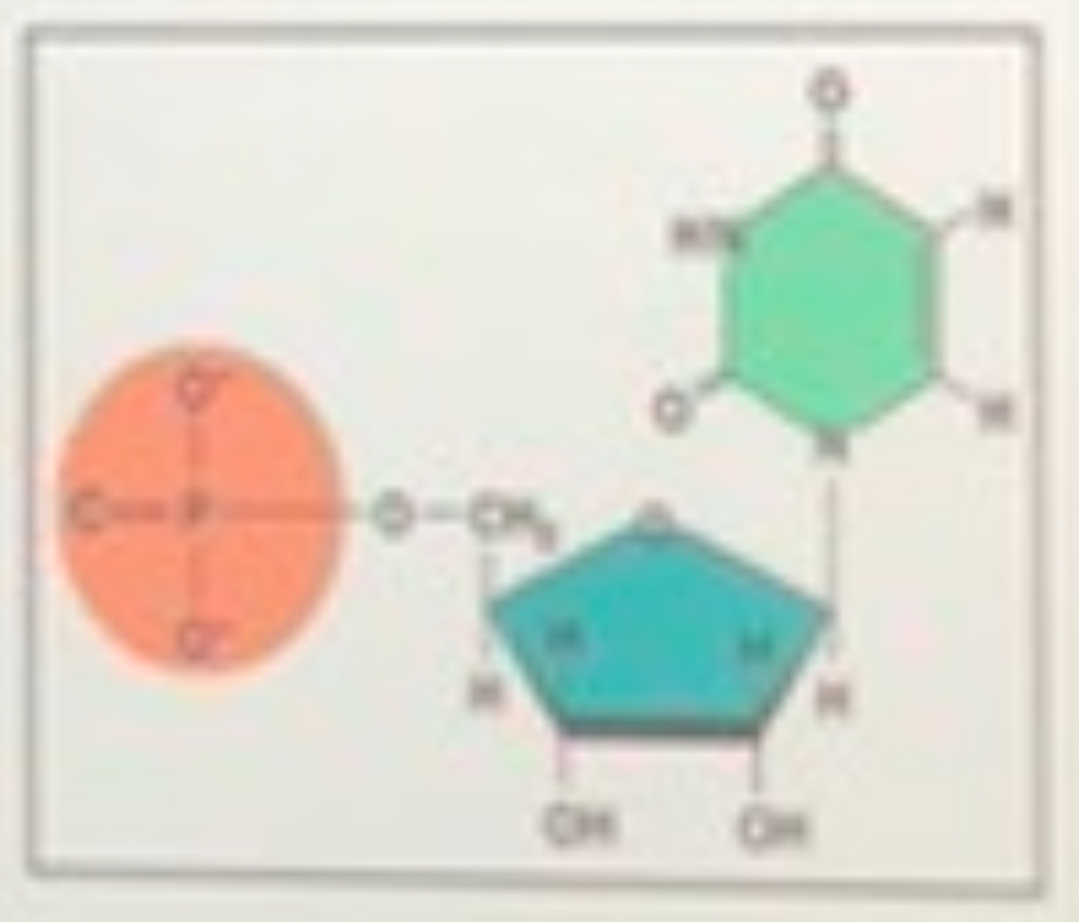 <p>what is the name of the molecule shown  </p>