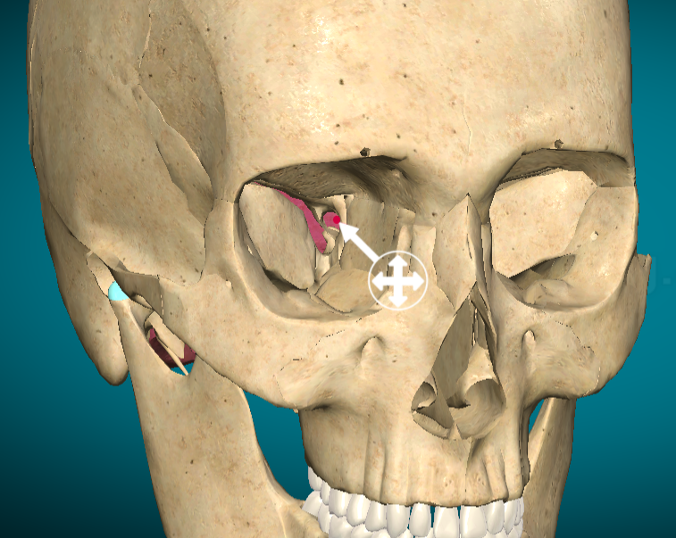 <p>Optic canal</p>