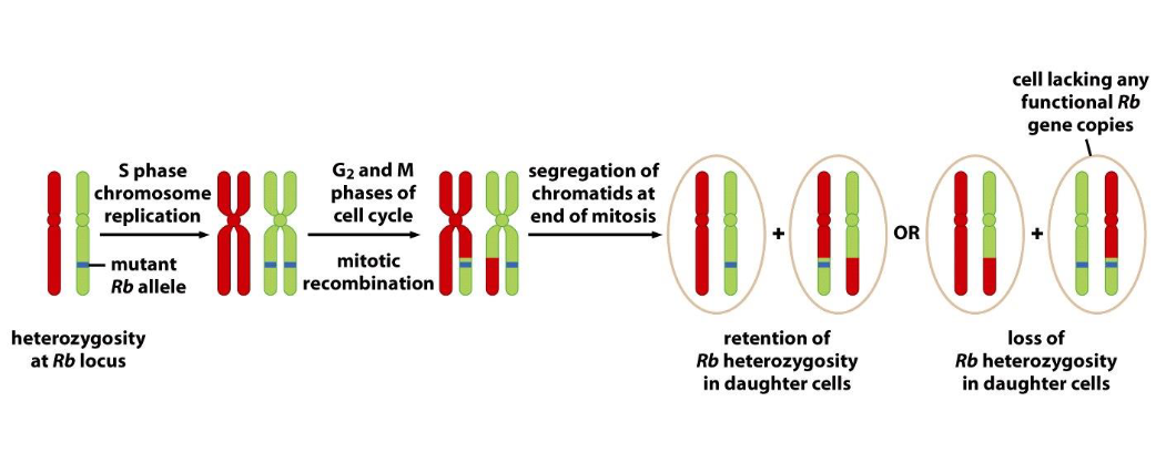<p><span>Mitotic recombination and loss of heterozygosity (LOH)</span></p>