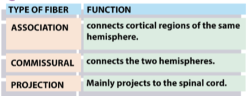 <p>What are the three types of white matter fibers?</p>