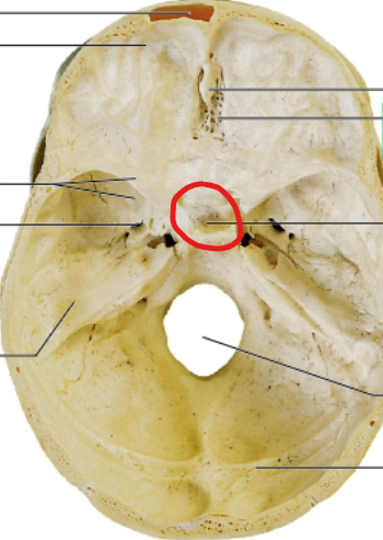 <p>pituitary gland sits here</p>