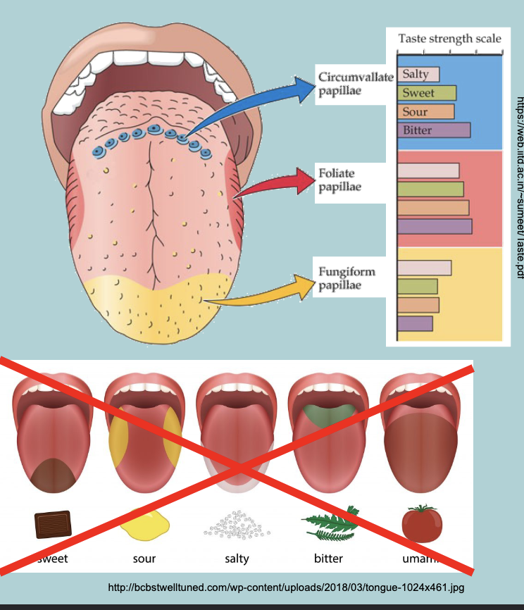 <p>3 different papillae:</p><ol><li><p>Fungiform (most numerous - one bud/papillae)&nbsp;</p></li><li><p>Foliate&nbsp;</p></li><li><p>Circumvallate&nbsp;</p></li></ol><p>Each participate in transduction of ALL TASTE&nbsp;</p><p></p>