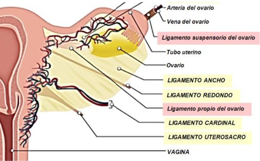 los ligamentos del ________:

* L Ancho
* L rectouterinos
* L cardinales
* L redondos