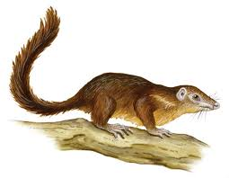 <p>Tree shrew</p><ul><li><p><span style="background-color: transparent;"><span>diurnal and arboreal, tooth comb lower incisors, squirrel like, and equal limb length</span></span></p></li><li><p><span style="background-color: transparent;"><span>Distribution: oriental realm</span></span></p></li><li><p><span style="background-color: transparent;"><span>Ecology: absentee maternal care, social monogamy, highly territorial, omnivorous</span></span></p></li><li><p><span style="background-color: transparent;"><span>Conservation: threatened/ endangered due to habitat loss</span></span></p></li><li><p><span style="background-color: transparent;"><span>Economy: none, may help disperse seeds</span></span></p></li></ul><p></p>