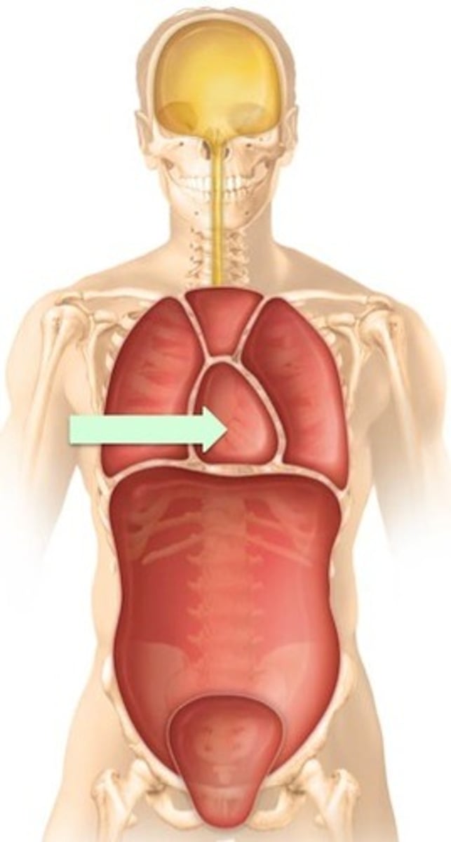 <p>contains the pericardial cavity, and surrounds the remaining thoracic organs (trachea, esophagus, major vessels)</p>