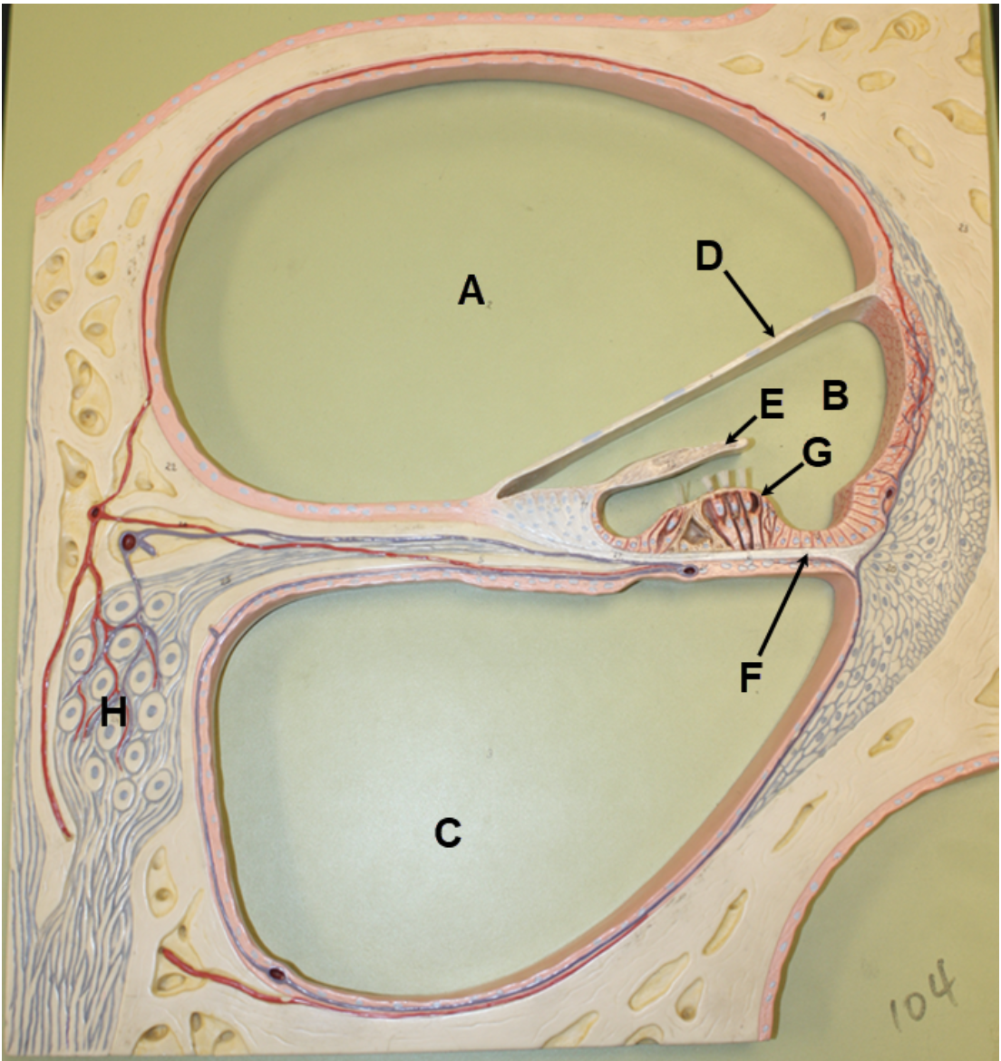 <p>In the image above, identify spaces A-C, and structures D-H.</p>