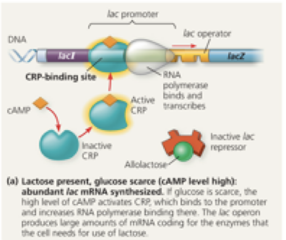 <p>Glucose → Low</p><p>Lactose → High</p><p>cAMP level: high or low":</p><p>interaction of CAP with promoter: bound or unbound</p><p>interaction of Allolactose with repressor: bound or unbound</p><p>Interaction of lac I repressor with Operator: bound or unbound</p><p>Expression of lac operon structural genes: high or low</p>