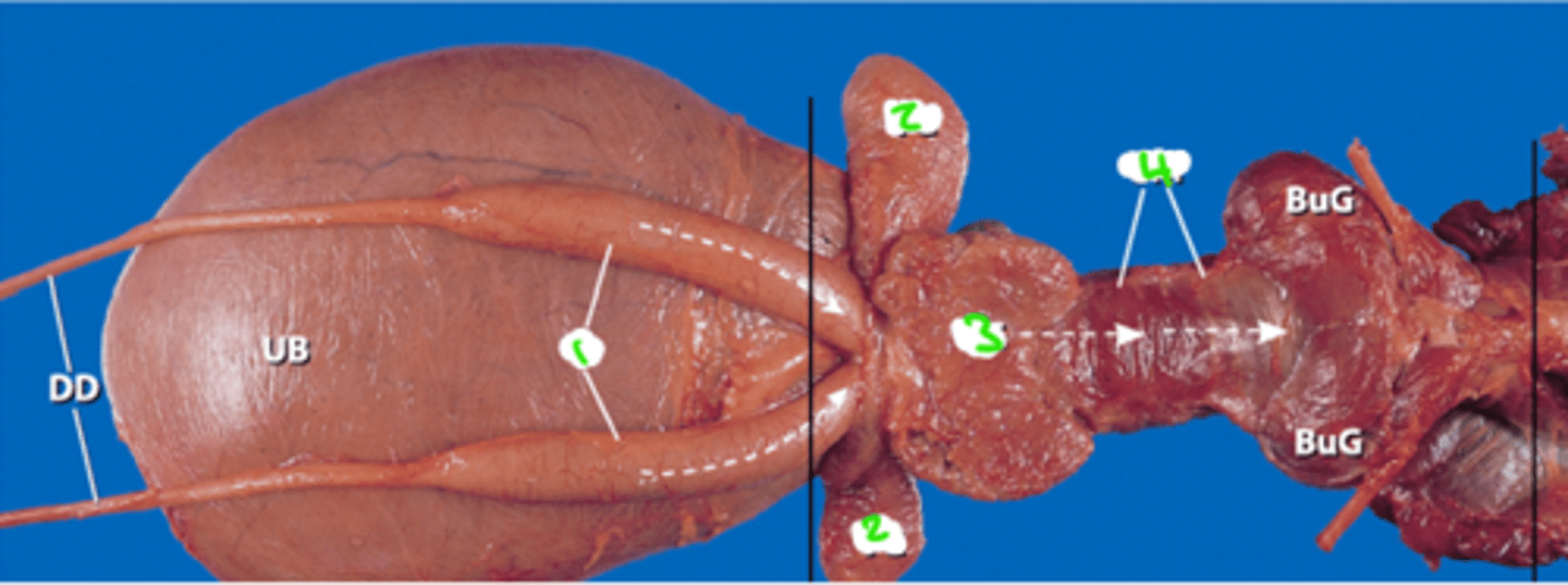 <p>Label the accessory sex glands of the stallion</p>