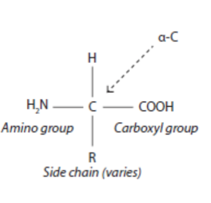<p>An amino acid consists of a central carbon atom bonded to an amino group (-NH2), a carboxyl group (-COOH), a hydrogen atom (-H), and a variable 'R' group (side chain).</p>