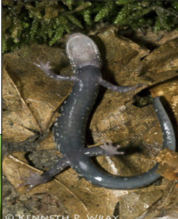 <p>Plethodon kentucki</p>