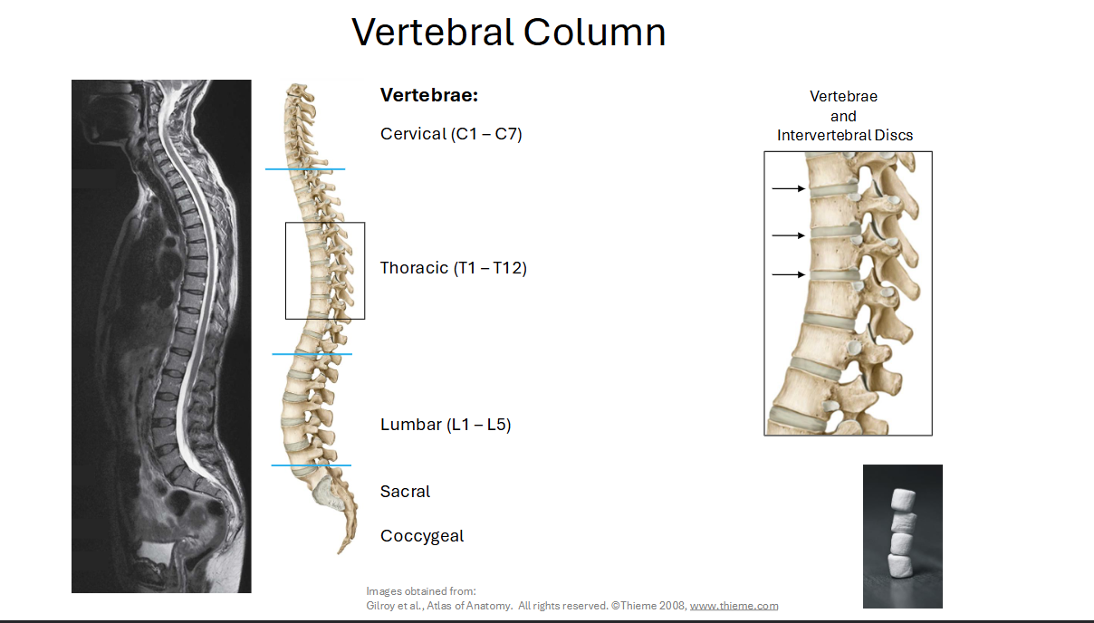 <p>7 <strong>Cervical Vertebrae → 12 Thoracic Vertebrae → 5 Lumbar Vertebrae → Sacrum </strong>(5 sacral Segments that are fused)<strong>→ Coccyx </strong>(4 Coccygeal Segements that are fused) </p><p></p>