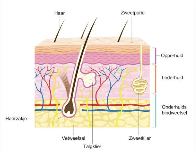<p>Tot welk afweersysteem behoren huid en slijmvliezen?</p>