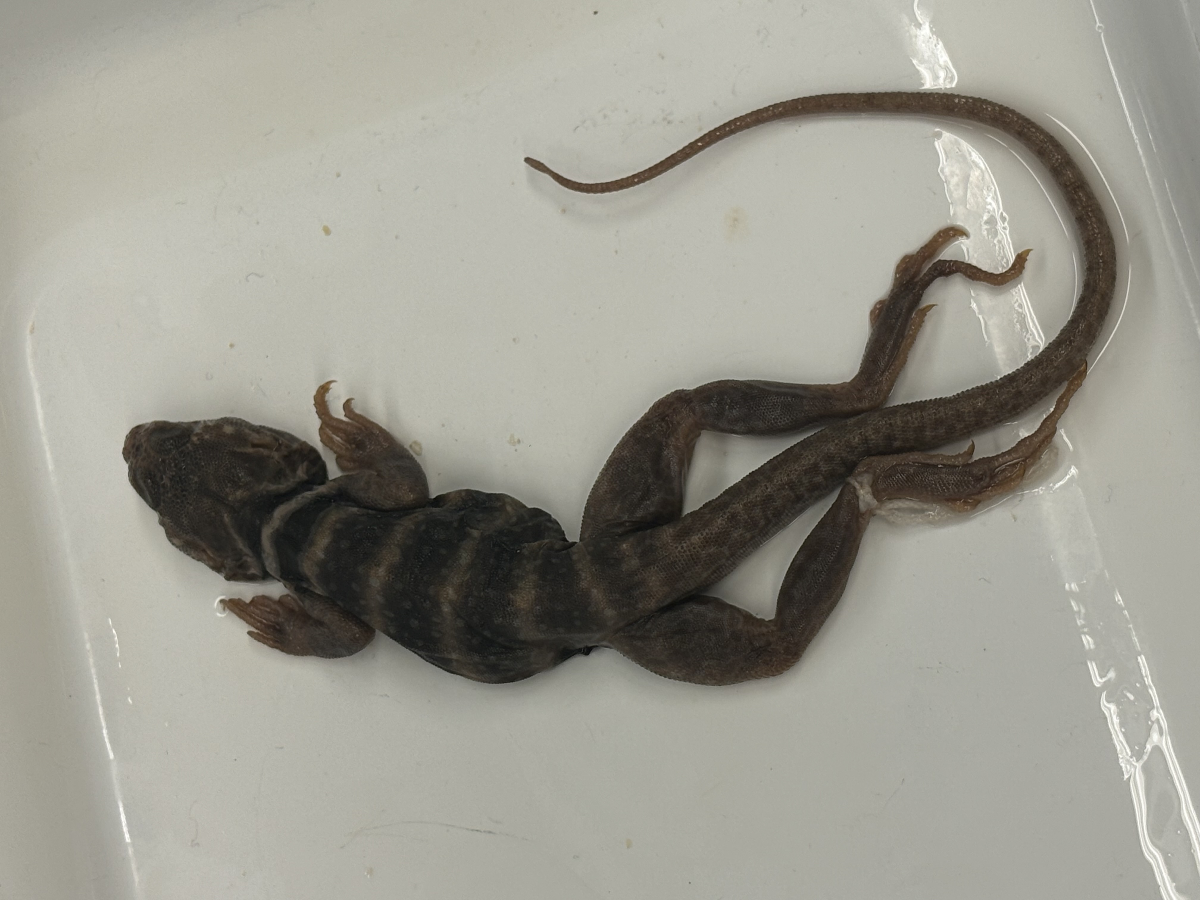 <p>Crotaphytus bicinctores</p>