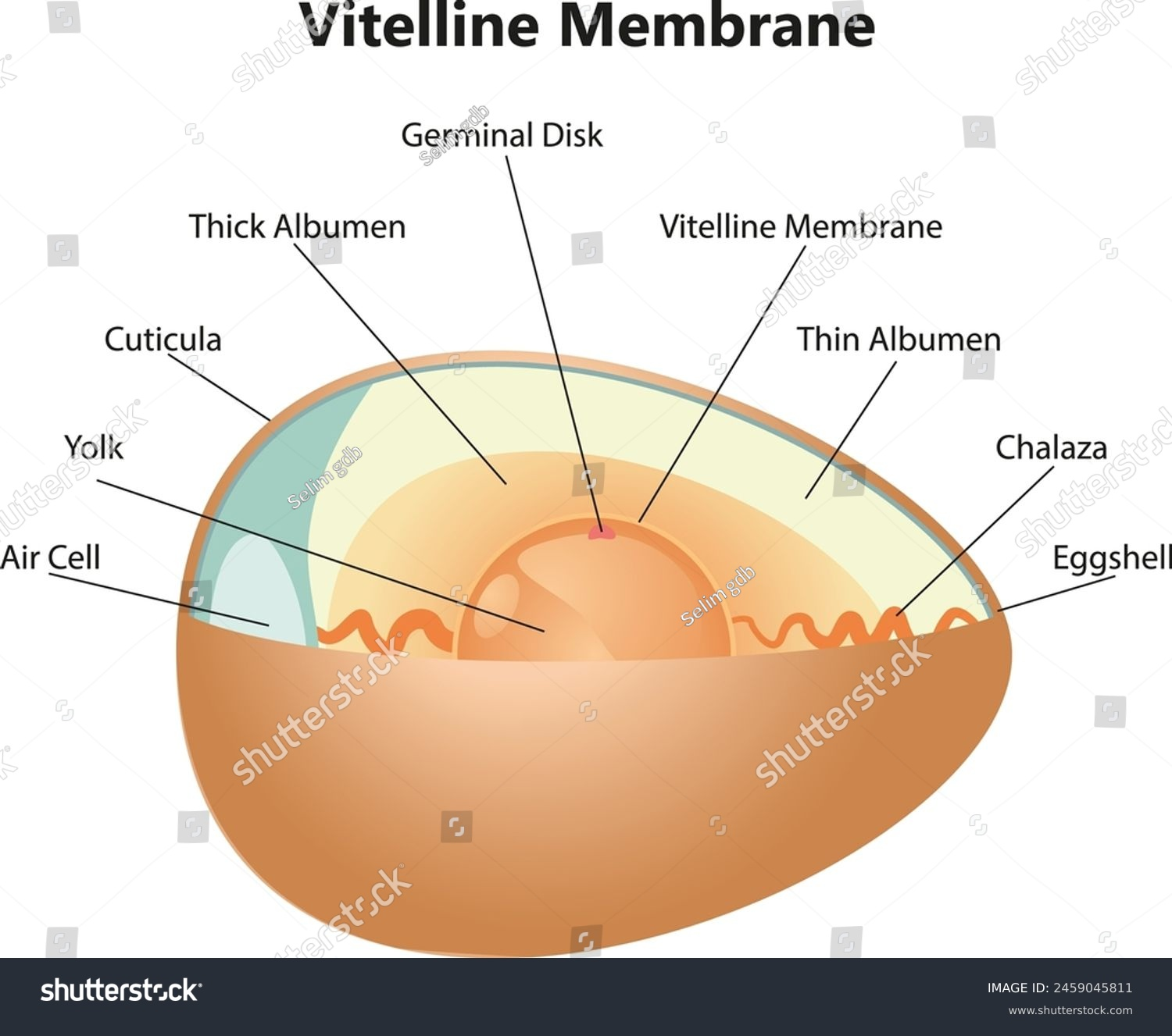 <p>protective, acellular layer surrounding the egg</p>