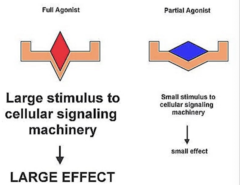 <p><span><strong><span>Full agonists</span></strong><span>&nbsp;fully activate the receptor, leading to a large cellular response → High efficacy</span></span></p><p><span><strong><span>Partial agonists</span></strong><span>&nbsp;bind to the receptor, but result in a smaller cellular response → Low efficacy</span></span></p><ul><li><p><span>Partial agonists can lead to less adverse effects</span></p></li><li><p><span><span>Even with high receptor occupancy, the physiological response to a partial agonist may be low.</span></span></p></li></ul><p></p>